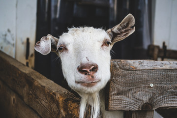 Beautiful white goat on a farm.