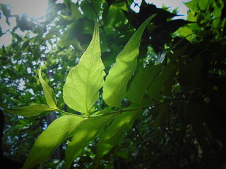 Green leaves in a dark day