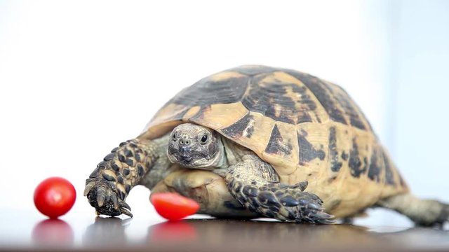 Glamorous tortoise slowly leaves