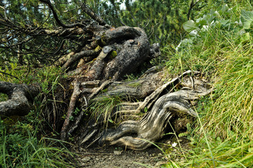 big root of a pine growing over a mountain path in the alps