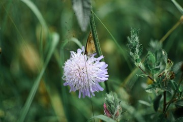 brown butterfly folded wings and sits on a blue flower on a background of grass blurred background

