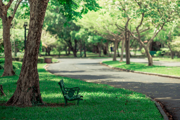 Obraz premium The natural background of the trunks of trees planted in the park, with blurred winds, fresh air and coolness.