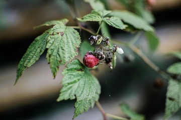 berries on a bush