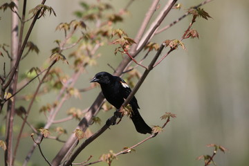 Red Winged Blackbird