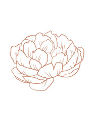 Floral summer line art on the white isolated background.