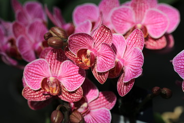 Naklejka na ściany i meble Beautiful blooming orchid in May