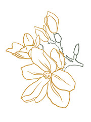 Floral summer line art on the white isolated background.