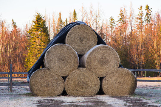 Six large hay bales stacked in a triangle under a cover in field seen during a spring morning, with trees in the golden hour light in soft focus background, Saint-Augustin-de-Desmaures, Québec, Canada