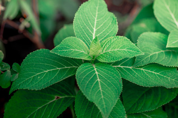 The natural background of the trunks of trees planted in the park, with blurred winds, fresh air and coolness.