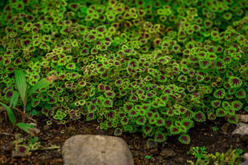 Close-up view of the plants planted in the plot for propagation, many types, to decorate the garden or cultivation for sale.