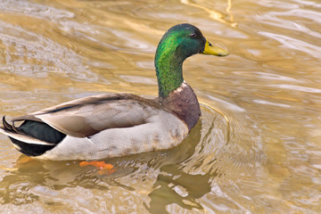Mallard Duck Closeup
