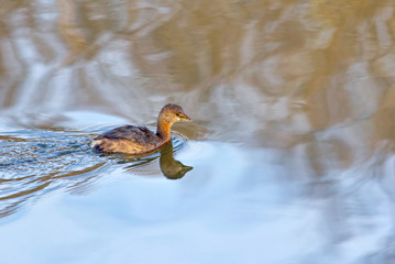 Grebe in Sparkling Blue Water