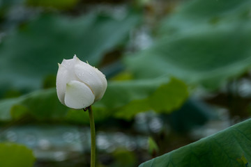 one lovely white lotus blooming at pond