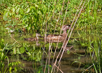 Wood Duck and Duckling