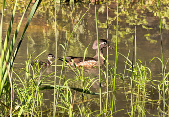 Wood Duck and Duckling