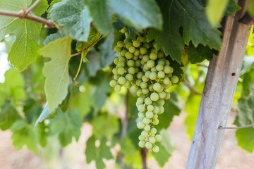 green grape in a vineyard