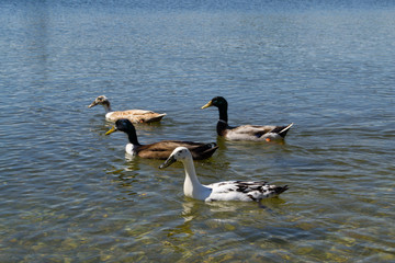 Fototapeta premium Beautiful ducks are swimming in the lake. Lake in the Alps mountains, Austria.