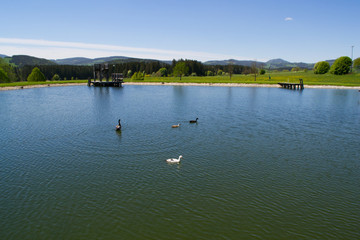 Beautiful ducks are swimming in the lake. Lake in the Alps mountains, Austria.