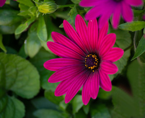 Obraz premium flores y utensiios de jardineria