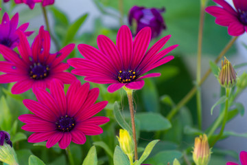 Obraz premium flores y utensiios de jardineria