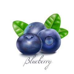 Isolated Bluberry Berries and Leaves in Realistic Style
