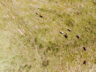 Grazing Cows in Murwillumbah Australia