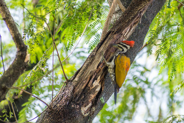One Lovely Greater Flameback woodpecker