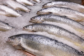 Salmon on ice on the counter of a fish store.