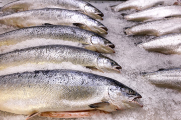 Salmon on ice on the counter of a fish store.