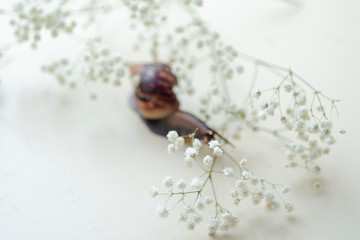 Dark brown Achatin with a spiral shell crawls among beautiful white flowers on a bright clear day. Extreme closeup macro healing mucus and anti-aging slime of Giant Snail. Concept of purity, copyspace