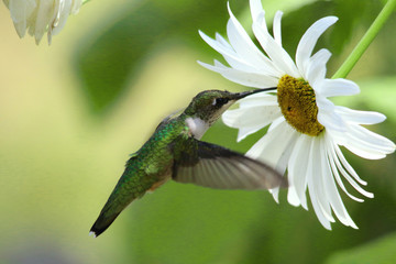 humming bird © Jacalyn