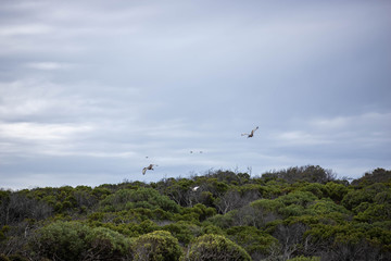 Birds over South Africa