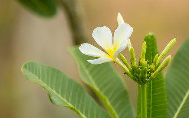 Plumeria flower