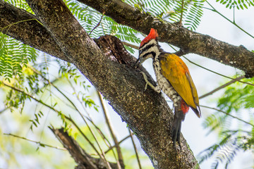 One Lovely Greater Flameback woodpecker