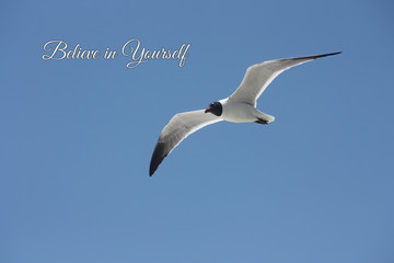 Obraz premium seagull flying in the sky with believe in yourself text