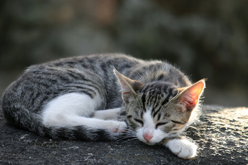 Cat puppy asleep in the sun