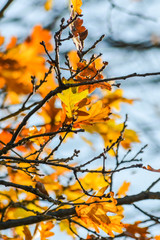 Sunlight through yellow and orange leaves of an oak tree in autumn - background