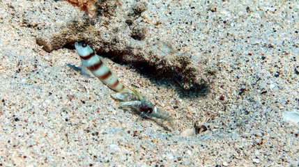 Friends Shrimp Goby and shrimp on sand in Red Sea, Eilat, Israel.