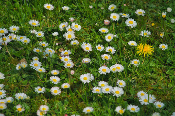 field of daisies