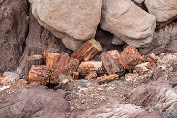 Petrified Forest in National Park in Arizona