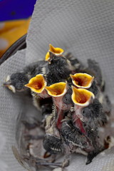 Nature wildlife birds food hunger