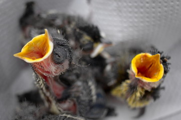 Nature wildlife birds food hunger