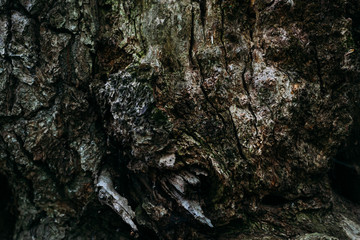 Textured texture pattern brown old wood in summer