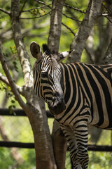 Zebra in South Africa