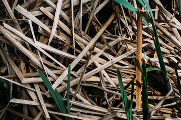 texture pattern yellow dry old grass by the river broken and rumpled last year's