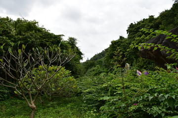 green tree in the garden