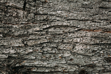 Textured texture pattern brown old wood in summer