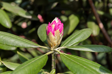 Naklejka na ściany i meble Spring Bud of a garden rhododendron.