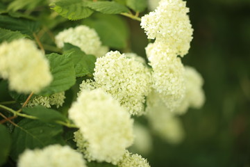 close up of white flowers