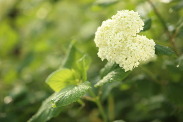 Fototapeta na wymiar close up of a white flower